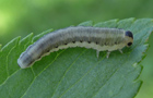 Macrophya alboannulata