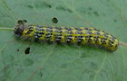 Mondvogel Raupe