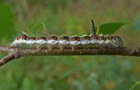 Pfeileule Raupe