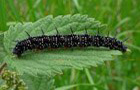 Tagpfauenauge