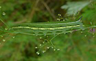Taubenschwänzchen