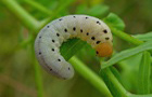 Tenthredo zona