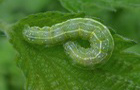 Trapezeule Raupe