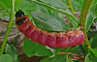 Weidenbohrer Raupe