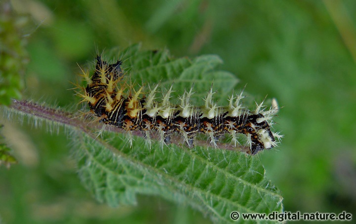 Polygonia c-album überwintert als Imago