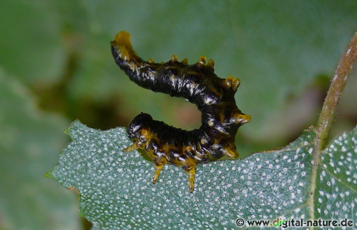 Die Larven von Craesus latipes ernähren sich von Blattgewebe