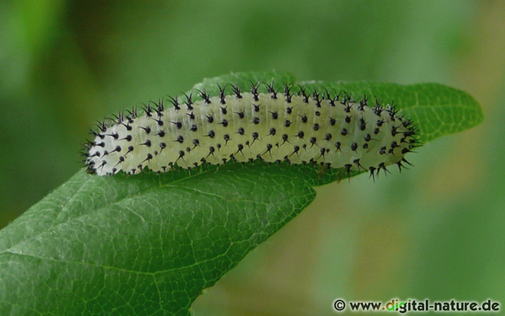 Eichenblattwespe Periclista albida Larve