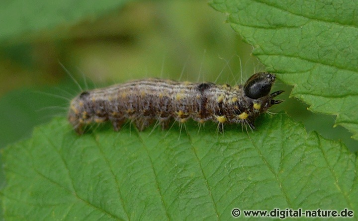 Clostera curtula Raupen ernähren sich von Pappel und Weide