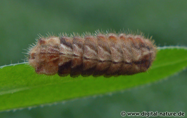 Die Raupen von Favonius quercus