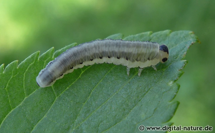 Blattwespen-Larve aus der Gattung Macrophya