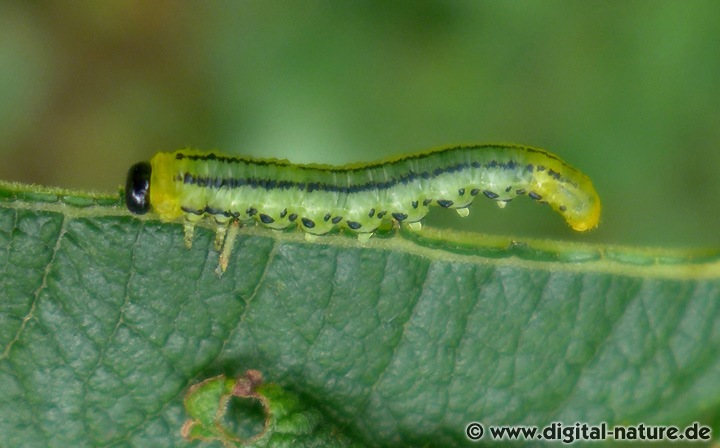 Die Larven der Weidenblattwespe Nematus pavidus