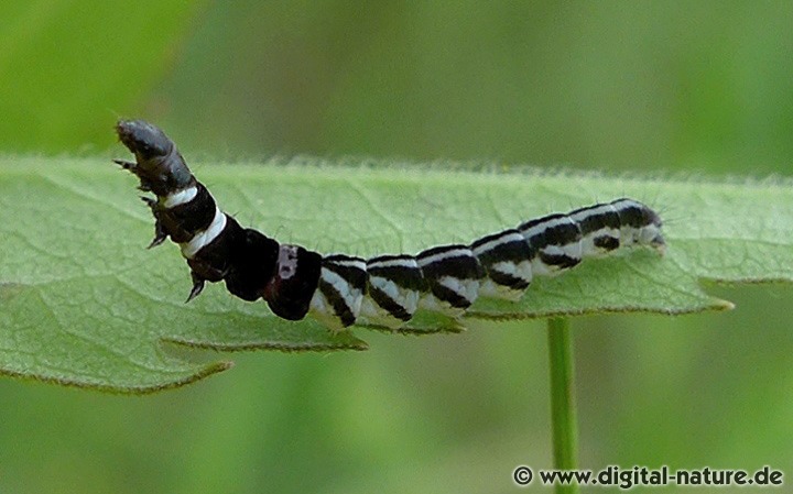Die Raupen der Gattung Helcystogramma sehen sich recht ähnlich
