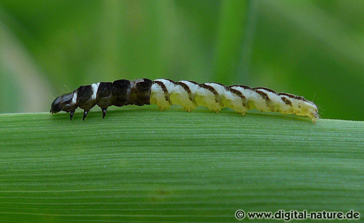 Raupe der Gattung Helcystogramma