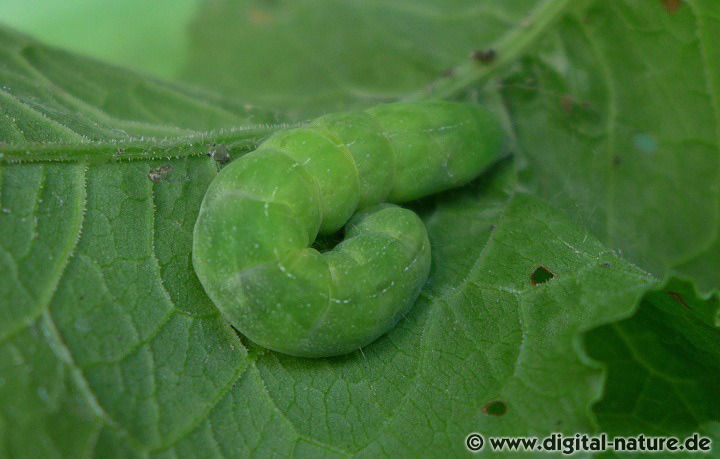 Die Raupen der Achateule (Phlogophora meticulosa) findet man an diversen Pflanzen