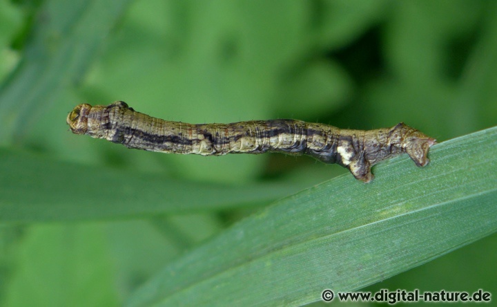 Die Raupen von Ectropis crepuscularia ernähren sich polyphag von Laub- und Nadelbäumen