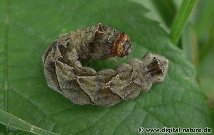 Die Raupen der Roseneule findet man an Brombeere, Himbeere oder Johannisbeere