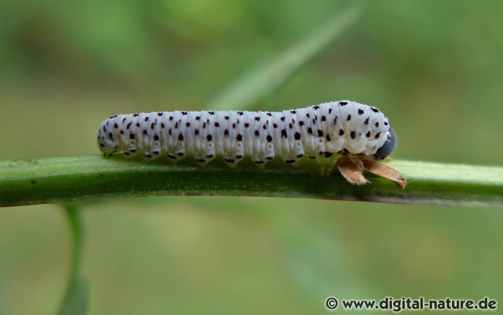 Die Larven von Tenthredo scrophulariae ernähren sich bevorzugt von Braunwurz