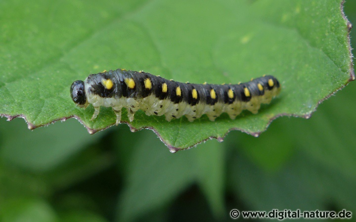 Die Larven der Blattwespe Tenthredo mandibularis