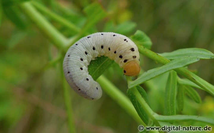 Die Larven von Tenthredo zona ernähren sich von Hypericum
