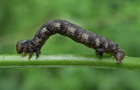 Graugelber Breitflügelspanner