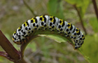 Braunwurzmönch Raupe