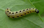 Yponomeuta cagnagella