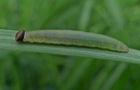 Rostfarbiger Dickkopffalter