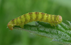 Epirrita