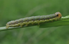 Bräunlichgelbe Grasbüscheleule