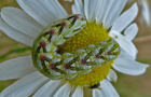 Kamillen-Mönch Raupe