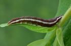 Actinotia polyodon