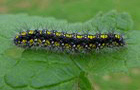 Schönbär Raupe
