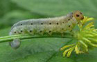 Blattwespe Sciapteryx consobrina