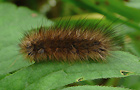 Zimtbär Raupe