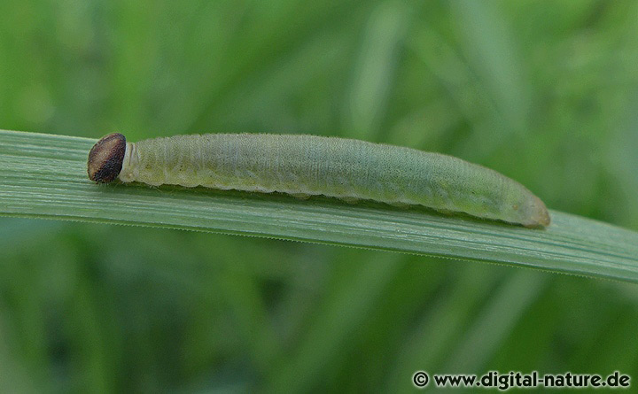 Mit Seidenfädchen baut sich die Raupe aus den Blättern eine Röhre