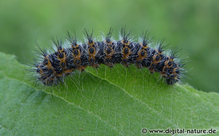 Im Laufe ihrer Entwicklung verändern die Raupen von Saturnia pavonia ihr Aussehen
