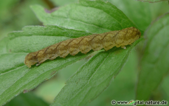 Die Larven der Blattwespe Tenthredo colon