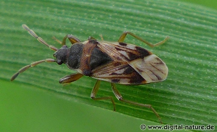 Nessel-Wicht Scolopostethus affinis