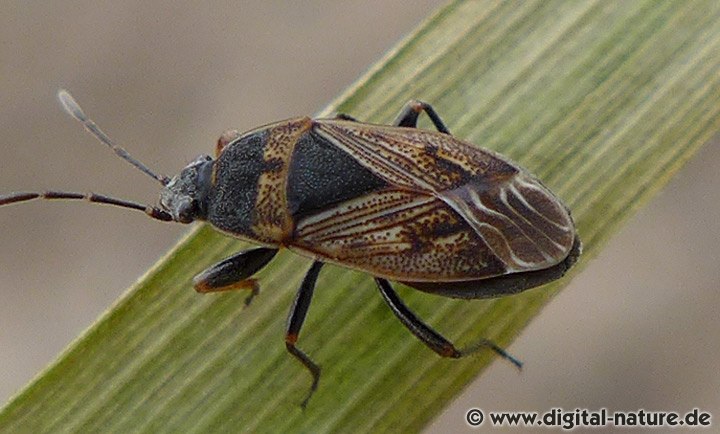 Sand-Bodenwanze Trapezonotus arenarius