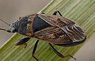 Trapezonotus