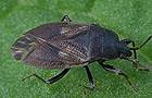 Drymus brunneus