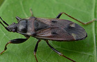 Eremocoris fenestratus