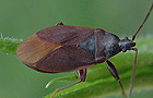 Rhyparochromidae