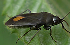 Aphanus rolandri