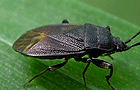 Drymus ryeii