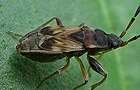 Scolopostethus thomsoni