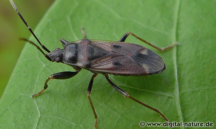Eremocoris fenestratus