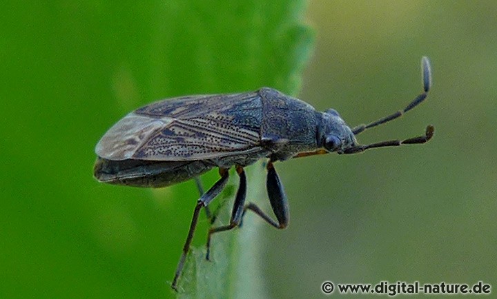 Peritrechus geniculatus