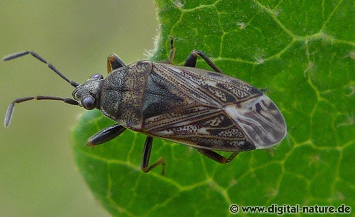 Peritrechus nubilus