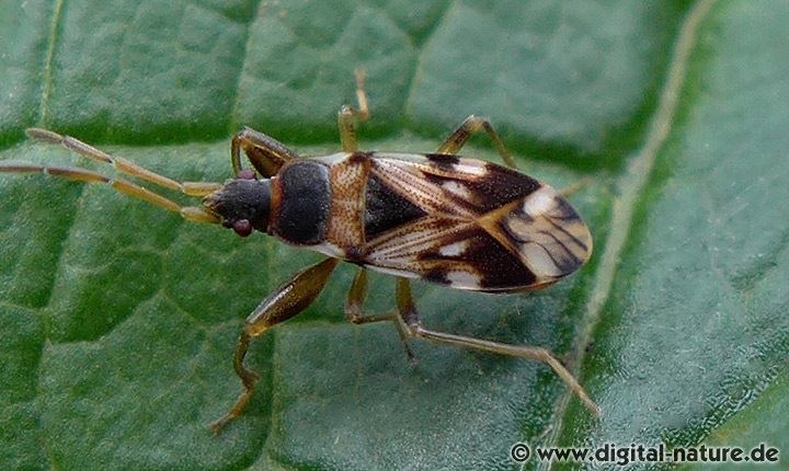 Schwarzweiße Bodenwanze Scolopostethus pictus